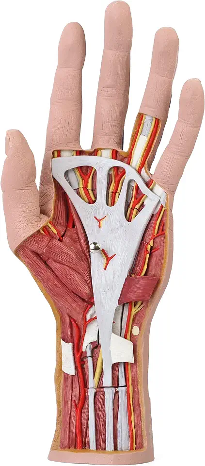 3B Scientific M18 Internal Hand Structure Model, 3 Part + Free Anatomy App - 3B - B007NCVSOA